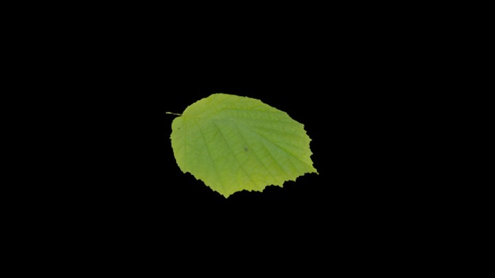 UE项目资源_模型资源_树叶208