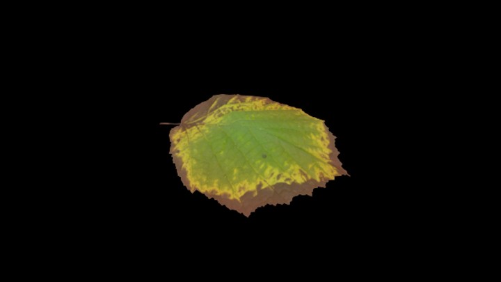 UE项目资源_模型资源_树叶210