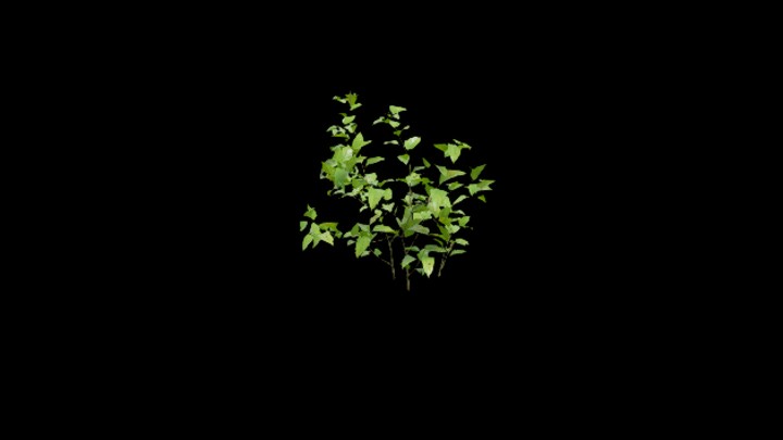 UE项目资源_模型资源_植物2070