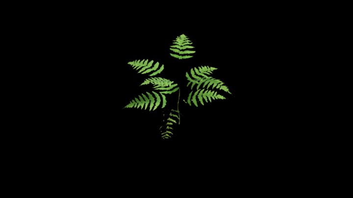 UE项目资源_模型资源_植物2088