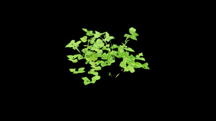 UE项目资源_模型资源_植物2092
