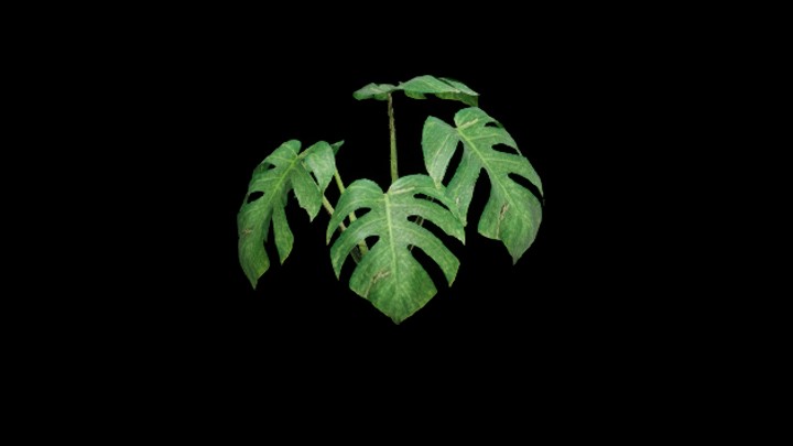 UE项目资源_模型资源_植物2108