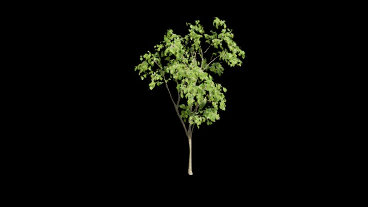 UE项目资源_模型资源_植物2126