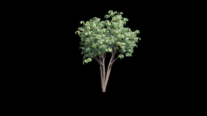 UE项目资源_模型资源_植物2144