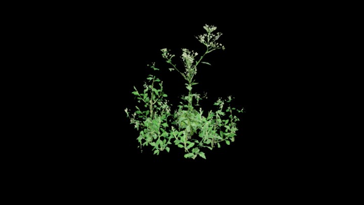 UE项目资源_模型资源_植物2150