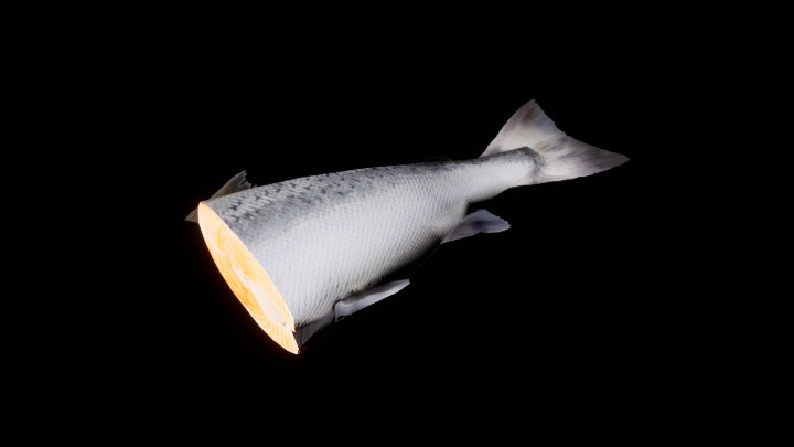 UE项目资源_模型资源_鱼162