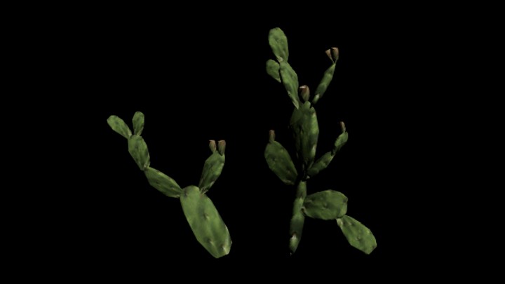 次世代_仙人掌040